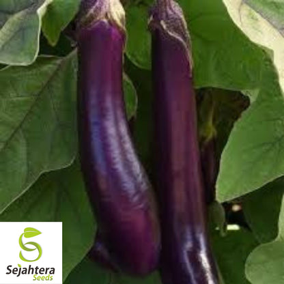 Eggplant Long Purple Seeds 200+ | Heirloom Vegetable Garden NON-GMO USA
