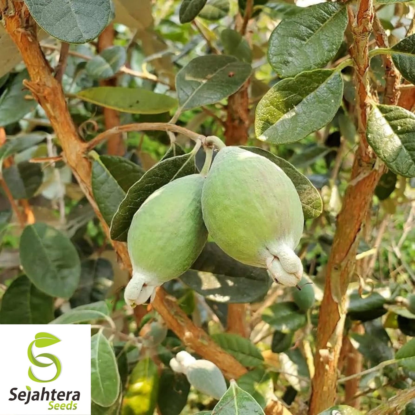 10+ Dwarf Pineapple Guava Seeds - Feijoa Sellowiana, Edible Fruit, Non-GMO