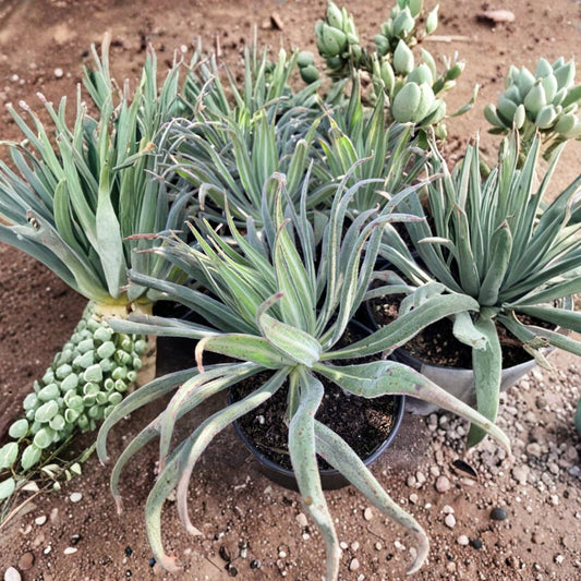 Echium candicans – ‘Pride of Madeira’ Live Starter Plant | 4–6 Inches Tall | Includes 6 Inch Nursery Pot  Dramatic Blue Flower Spikes | Evergreen Mounding Shrub | Pollinator Magnet