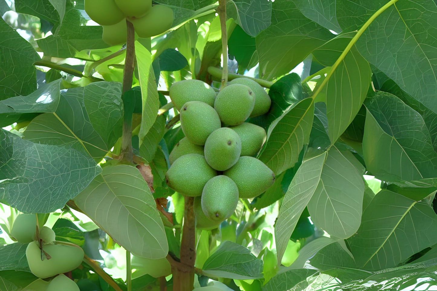 Heartnut (Juglans ailantifolia 'Cordiformis')