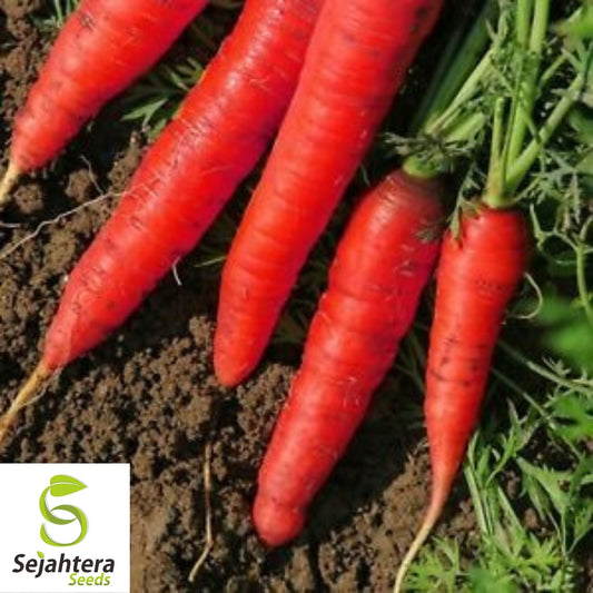 Atomic Red Carrot Seeds 150+ | NON-GMO Heirloom Vegetable Garden USA