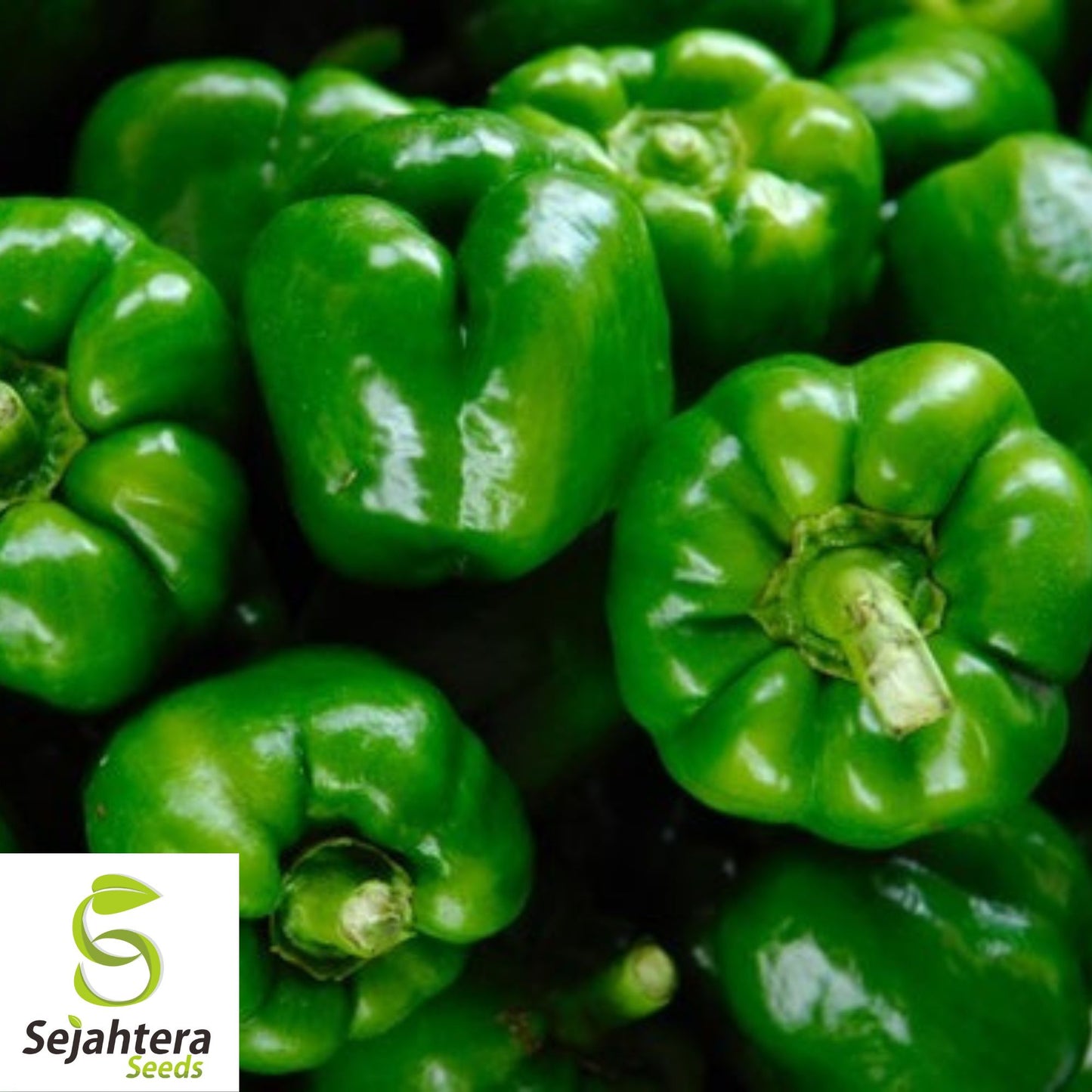 25 Emerald Giant Sweet Pepper Seeds - Non-GMO, Large & Crisp Bell Variety