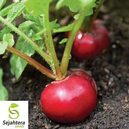 Cherry Belle Radish Seeds - 50+ Heirloom, Organic, Non-GMO & Fast Growing