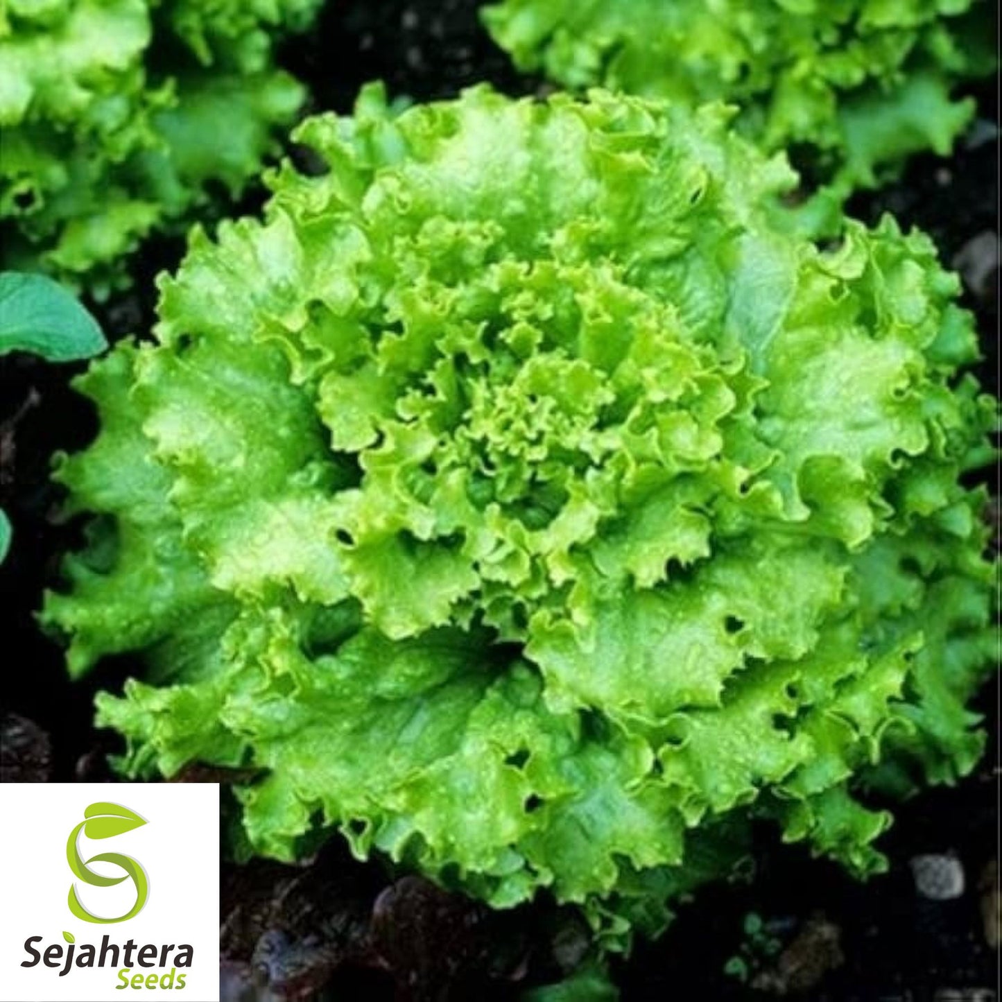 1000 Black Seeded Simpson Lettuce Seeds - Non-GMO, Tender & Crisp Greens