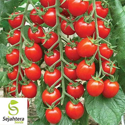 150 Large Red Cherry Tomato Seeds - Heirloom, Non-GMO & Sweet Variety