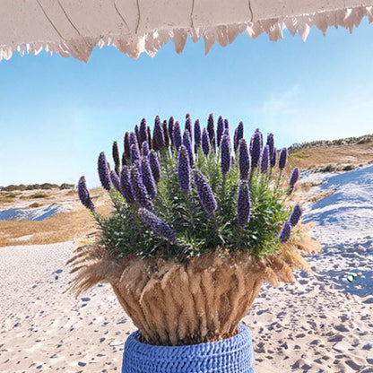 Echium candicans – ‘Pride of Madeira’ Live Starter Plant | 4–6 Inches Tall | Includes 6 Inch Nursery Pot  Dramatic Blue Flower Spikes | Evergreen Mounding Shrub | Pollinator Magnet