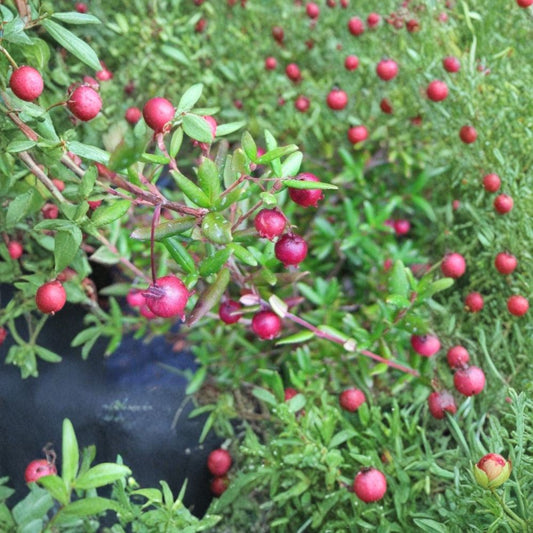 Chilean Guava – Ugni molinae Live Starter Plant | 4–6 Inches Tall | Ships in 6 Inch Pot  Ruby Red Berries | Evergreen Shrub | Sweet Aromatic Fruit