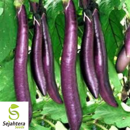 Eggplant Long Purple Seeds 200+ | Heirloom Vegetable Garden NON-GMO USA