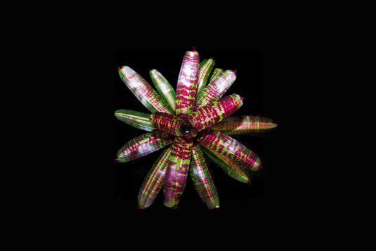 Bromeliad Plant Neoregelia ‘Banshee’ - Colorful Indoor/Outdoor Decor, Tropical Foliage, Low-Maintenance, Unique Bromeliad
