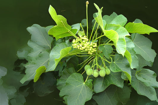 Barbados Nut Physic Nut (Jatropha curcas)