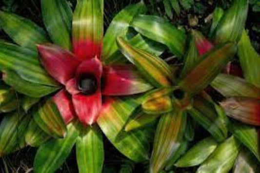 Bromeliad Plant 6" Pot Neoregelia 'Rivera' Tropical Colors Easy Care Indoor Plant