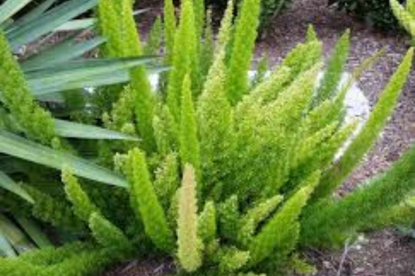Foxtail Fern Myers Asparagus Fern (Asparagus densiflorus "Myers")