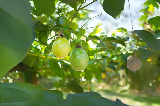 Fresh Passion Fruit Seeds - 20 Pack - Passiflora edulis - Sweet, Abundant Producer - Easy to Grow for Containers