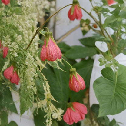 Abutilon ‘Souvenir de Bonn’ – Flowering Maple Live Plant | 1 Foot Tall | Includes 1 Gallon Nursery Pot  Variegated Foliage | Bell-Shaped Blooms | Patio & Garden Favorite