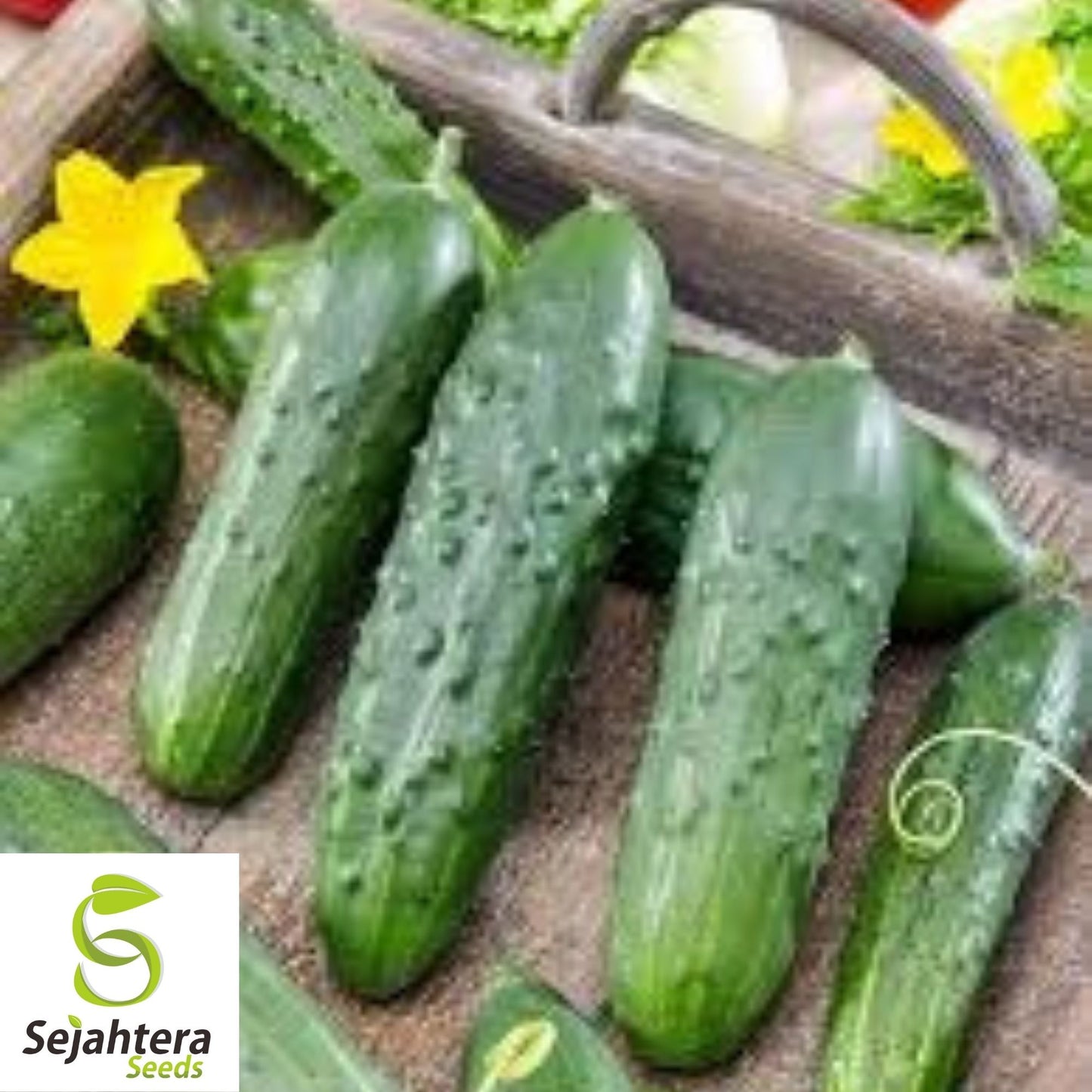 Cucumber Seeds 60+ | Wisconsin Pickling Vegetable NON-GMO Garden USA