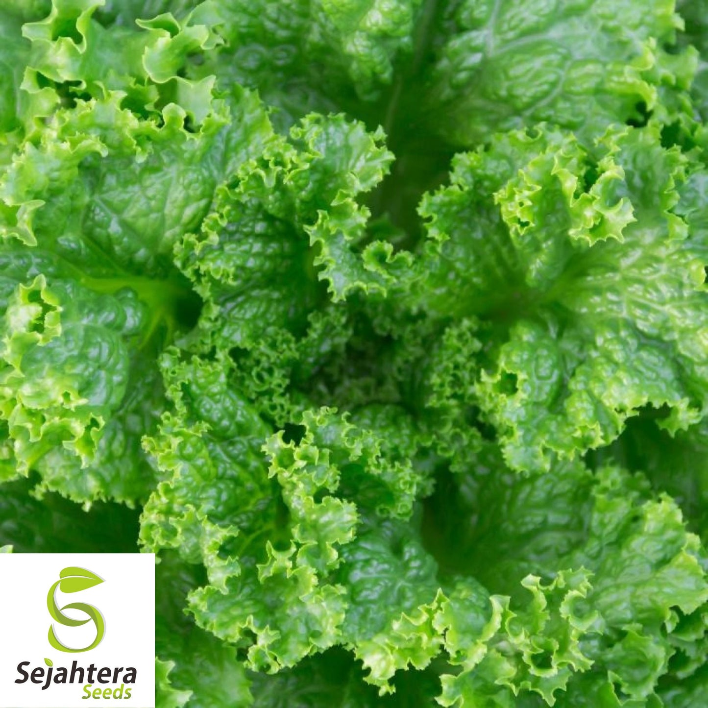 1000 Black Seeded Simpson Lettuce Seeds - Non-GMO, Tender & Crisp Greens