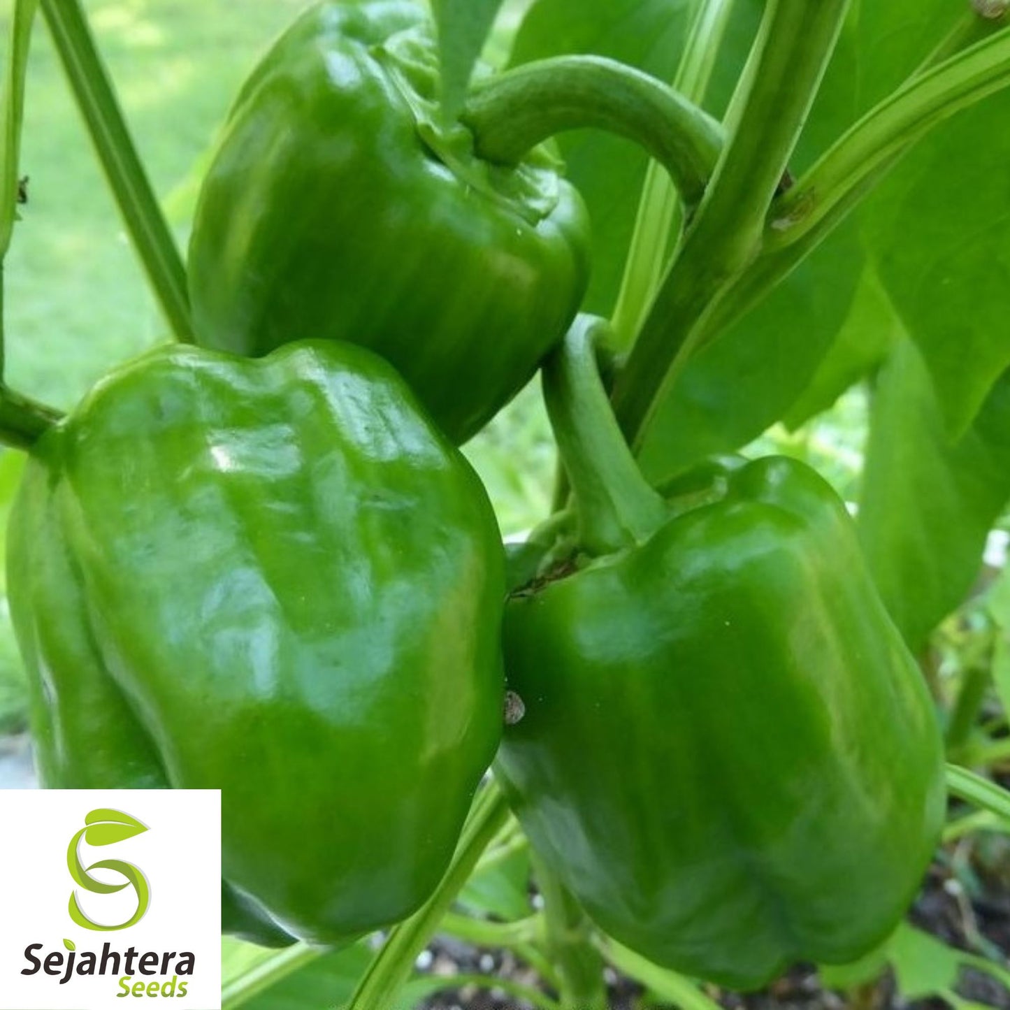 25 Emerald Giant Sweet Pepper Seeds - Non-GMO, Large & Crisp Bell Variety