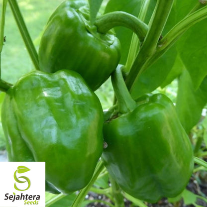 25 Emerald Giant Sweet Pepper Seeds - Non-GMO, Large & Crisp Bell Variety