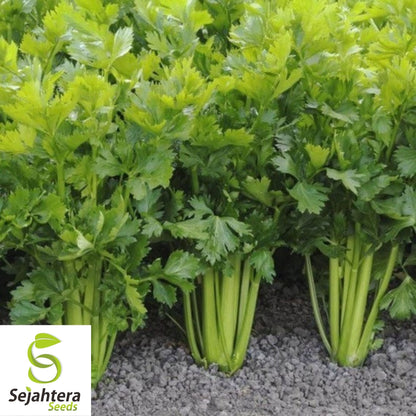 Celery Tall Utah Seeds 2000+ | Heirloom Vegetable Garden NON-GMO USA