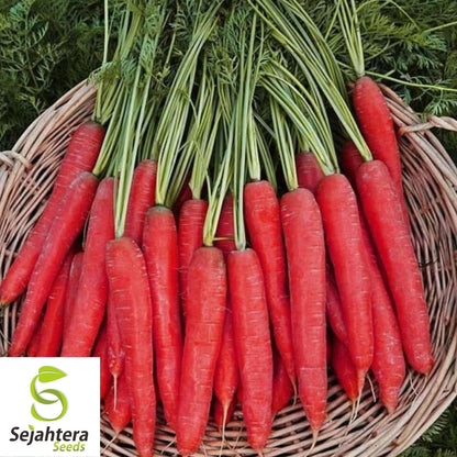 Atomic Red Carrot Seeds 150+ | NON-GMO Heirloom Vegetable Garden USA