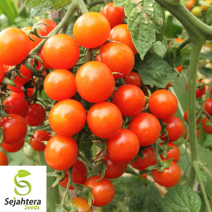 150 Large Red Cherry Tomato Seeds - Heirloom, Non-GMO & Sweet Variety