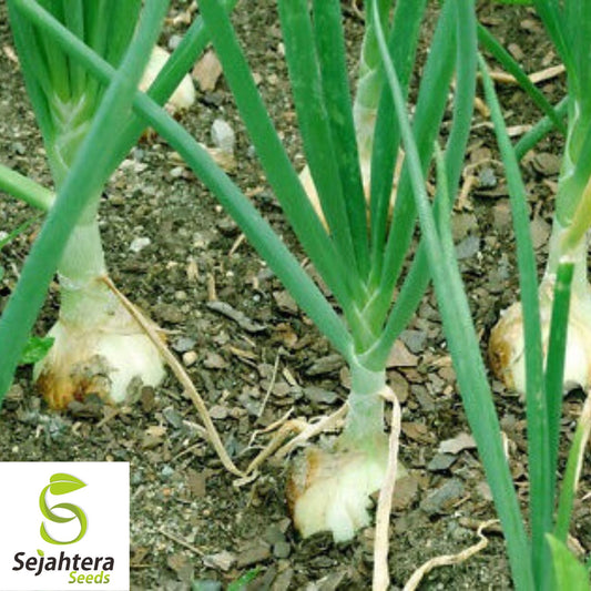 100+ Walla Walla Onion Seeds - Sweet, Mild, Non-GMO Vegetable Variety