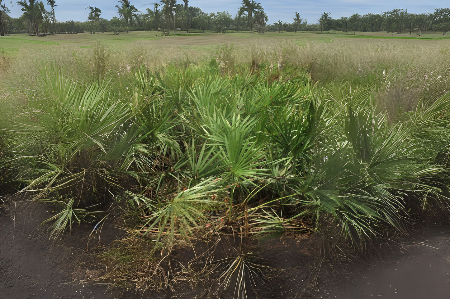 Saw Palmetto (Serenoa repens var. Green)
