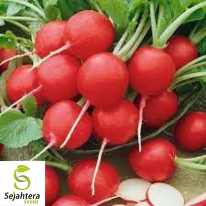 Cherry Belle Radish Seeds - 50+ Heirloom, Organic, Non-GMO & Fast Growing