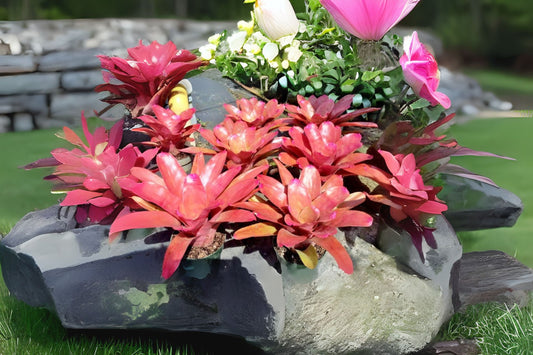 Neoregelia Petra Plant in 6" Pot - Tropical Bromeliad for Indoor Gardening - Neoregelia 'Petra'