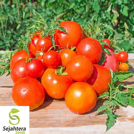 120+ Sub Arctic Plenty Tomato Seeds - Heirloom, Organic, Early, Cold-Tolerant