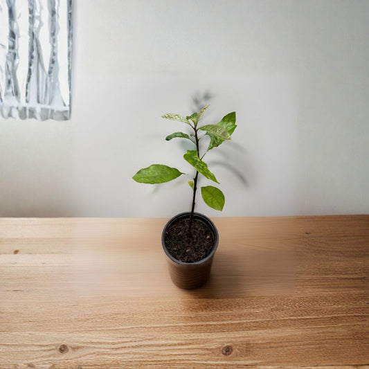Avocado Tree – Persea americana Live Seedling | 10 Inches Tall | Includes Nursery Pot  Tropical Fruit Starter | Great for Patio or Garden | Easy to Grow