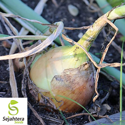 100+ Walla Walla Onion Seeds - Sweet, Mild, Non-GMO Vegetable Variety