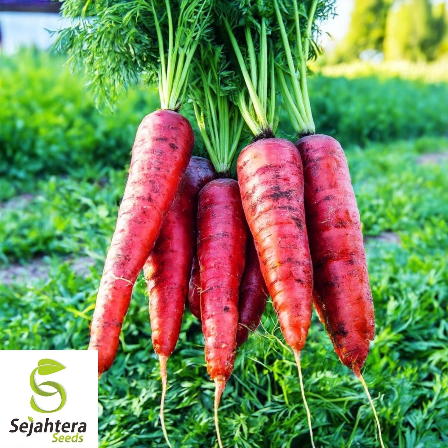Atomic Red Carrot Seeds 150+ | NON-GMO Heirloom Vegetable Garden USA