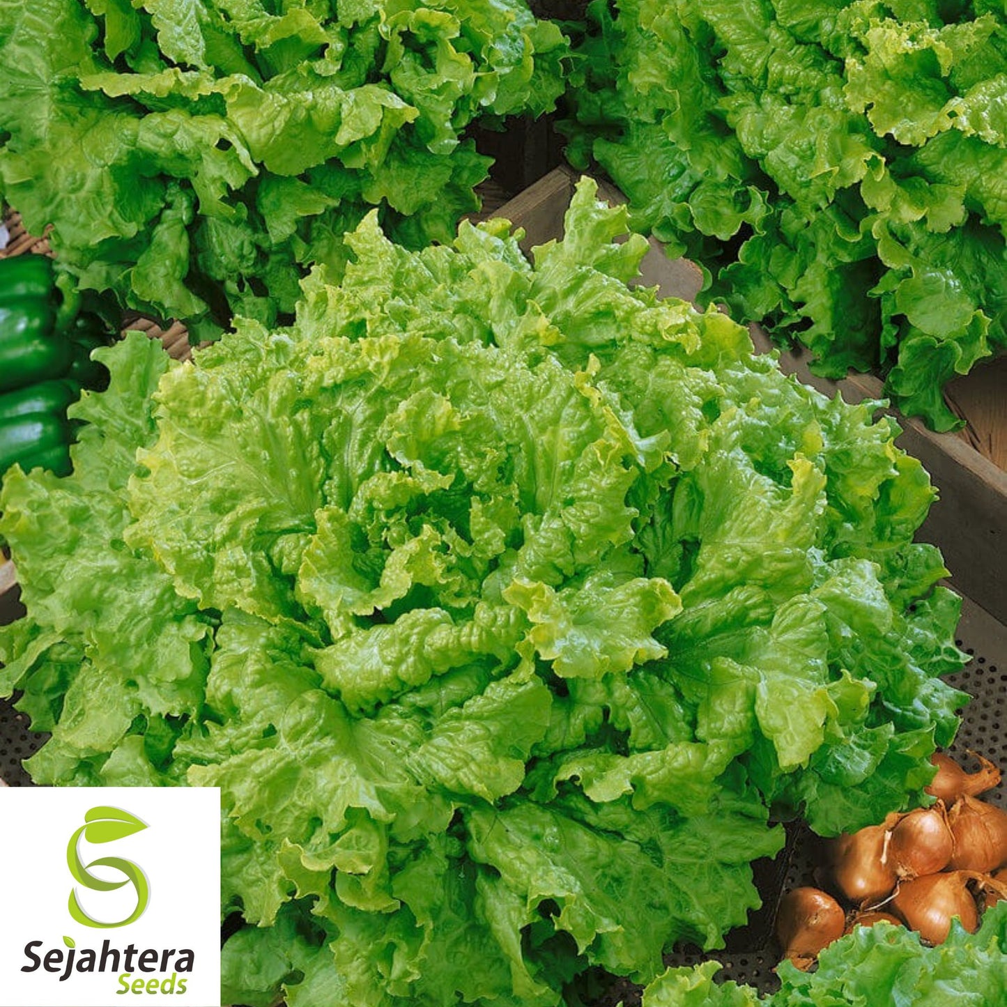 1000 Black Seeded Simpson Lettuce Seeds - Non-GMO, Tender & Crisp Greens