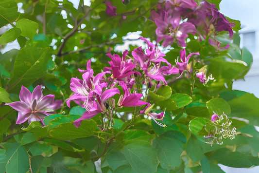 Butterfly Hawaiian Orchid Hong Kong Purple Bauhinia Camels Foot (Bauhinia purpurea)