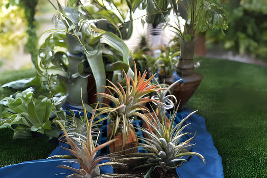 Tillandsia Ionantha v. vanhyningii Air Plant - Rare Peach Blooming Variety from Chiapas, Mexico - Easy Care Tillandsia Plant