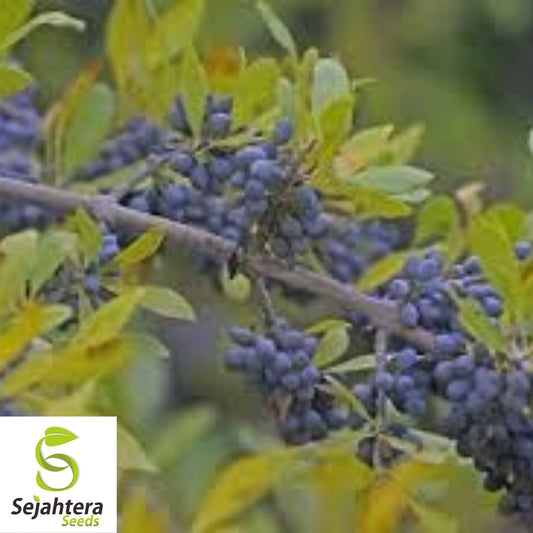 Organic Wild Olive Seeds {Forestiera p.} Fragrant | High Yield | 5 Seeds