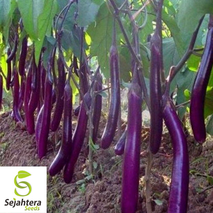 Eggplant Long Purple Seeds 200+ | Heirloom Vegetable Garden NON-GMO USA