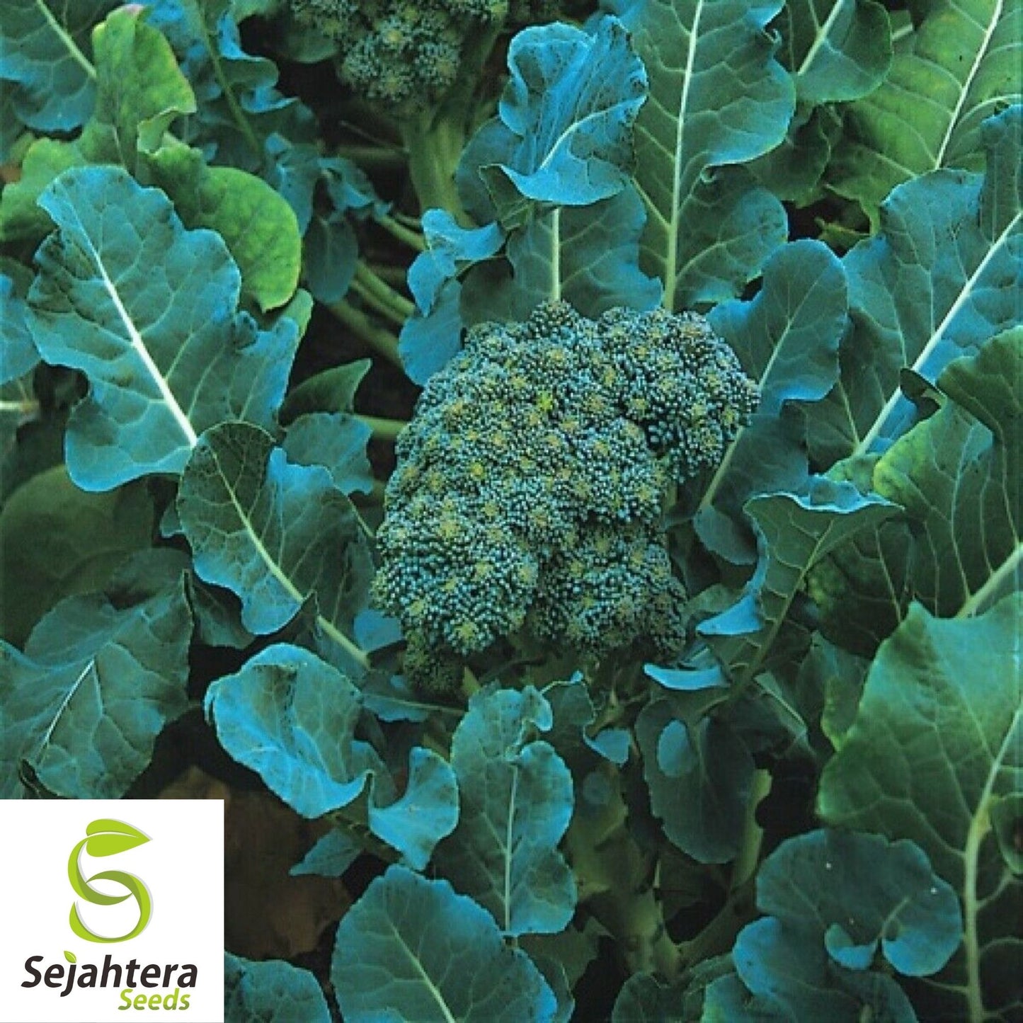 De Cicco Broccoli Seeds 600+ | Italian Heirloom Vegetable NON-GMO USA