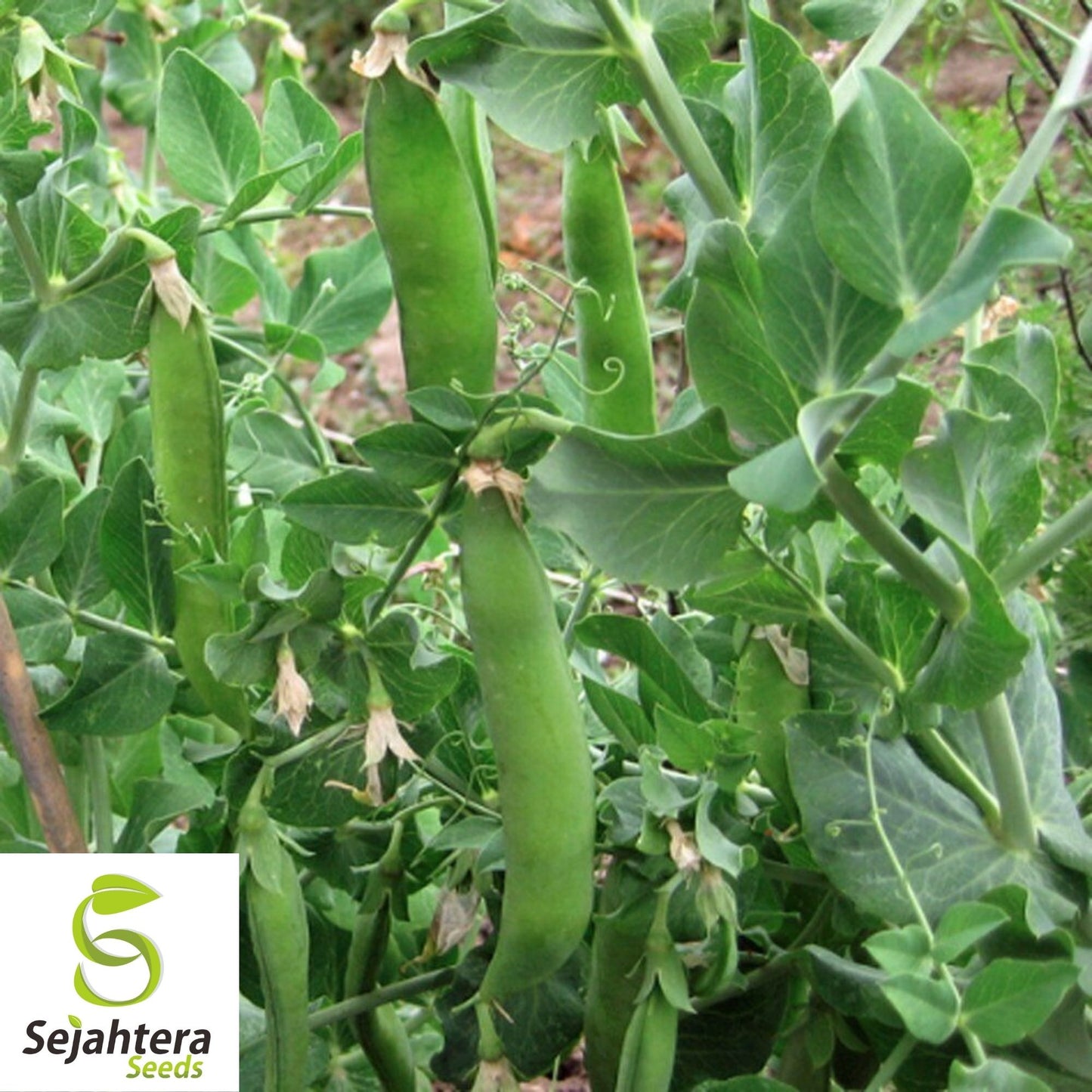Lincoln Pea Seeds 25 Ct | Bush Pod Vegetable Heirloom NON-GMO Garden USA
