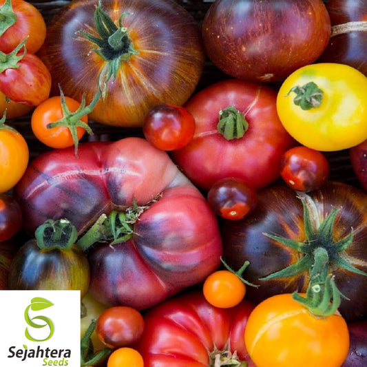 30+ Rainbow Beefsteak Mix Tomato Seeds - Heirloom, Organic, Non-GMO, Colorful & Juicy
