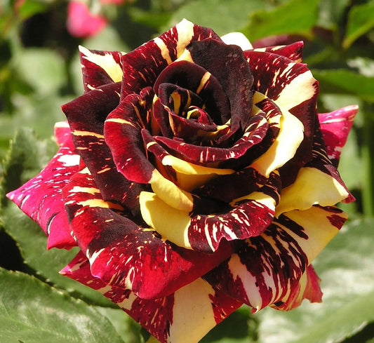 2 Live Starter Plants in 2 Inch Pots Abracadabra Rose Bush