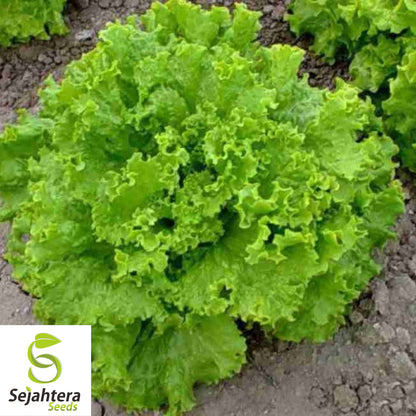 1000 Black Seeded Simpson Lettuce Seeds - Non-GMO, Tender & Crisp Greens