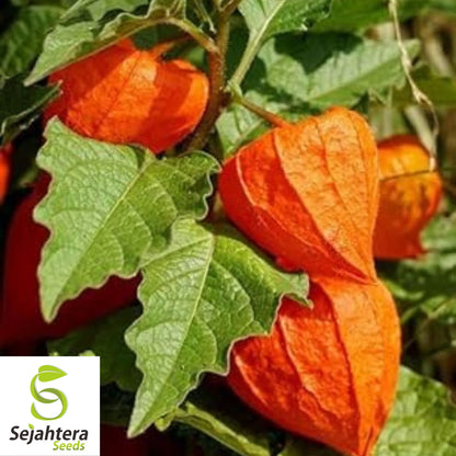 Chinese Lantern Seeds 100+ | Physalis franchetii Heirloom Vegetable NON-GMO