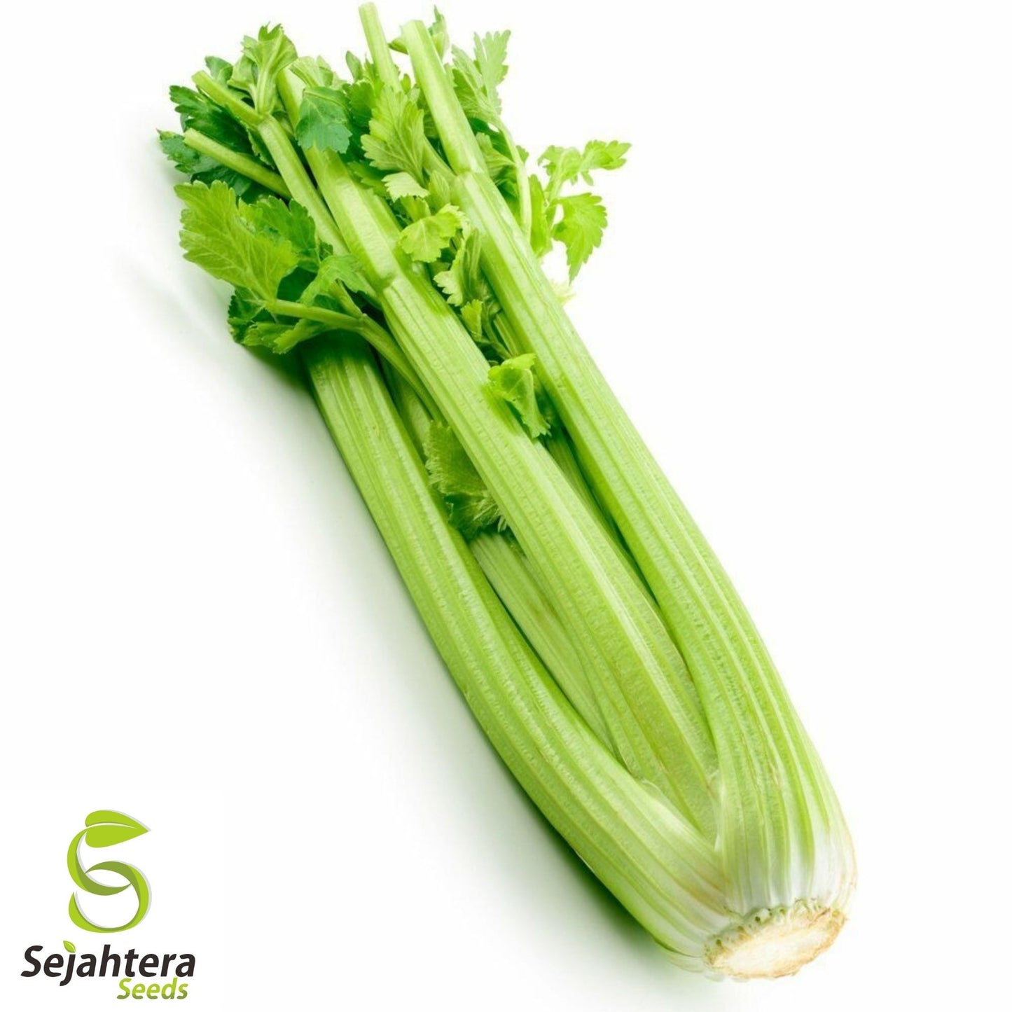 Celery Tall Utah Seeds 2000+ | Heirloom Vegetable Garden NON-GMO USA
