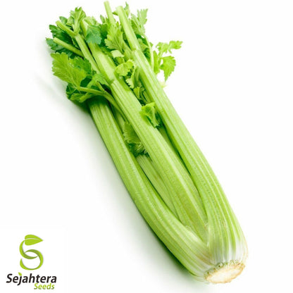 Celery Tall Utah Seeds 2000+ | Heirloom Vegetable Garden NON-GMO USA