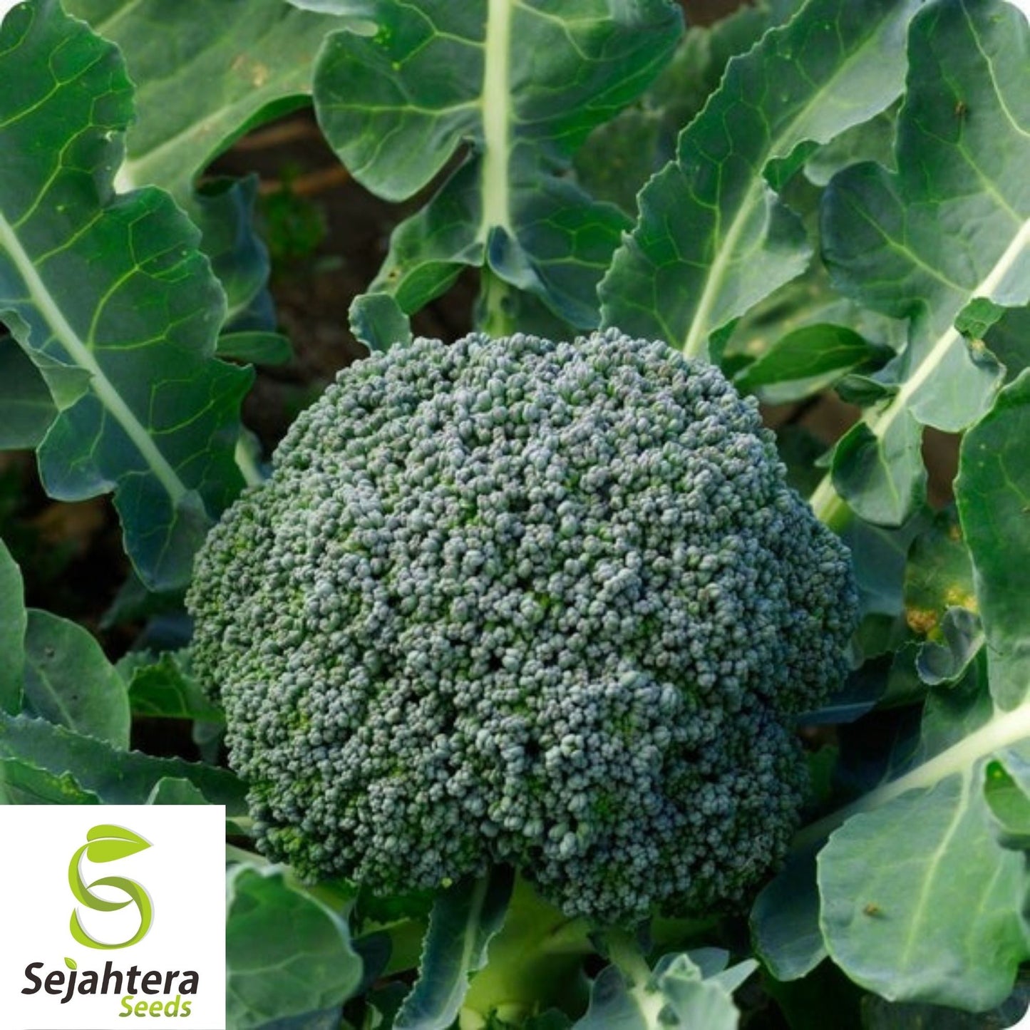 De Cicco Broccoli Seeds 600+ | Italian Heirloom Vegetable NON-GMO USA