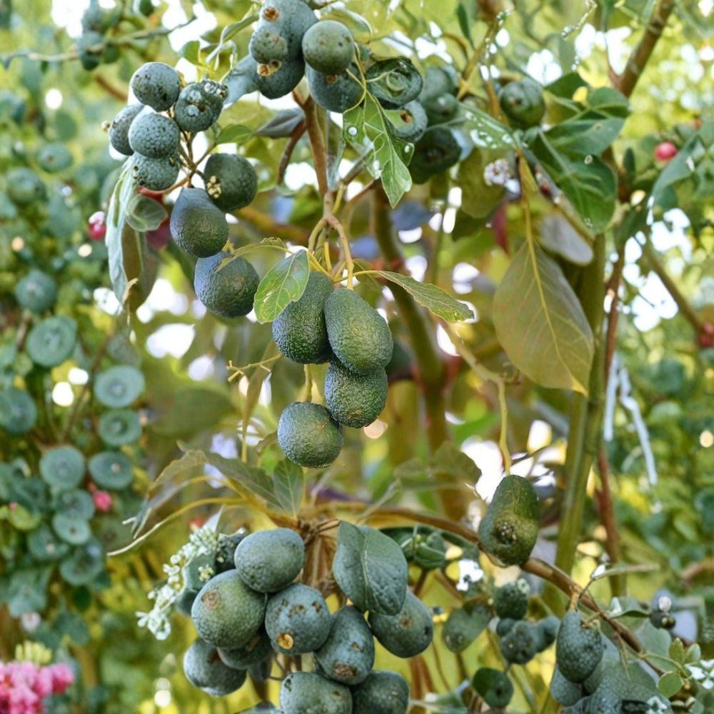 Avocado Tree – Persea americana Live Seedling | 10 Inches Tall | Includes Nursery Pot  Tropical Fruit Starter | Great for Patio or Garden | Easy to Grow