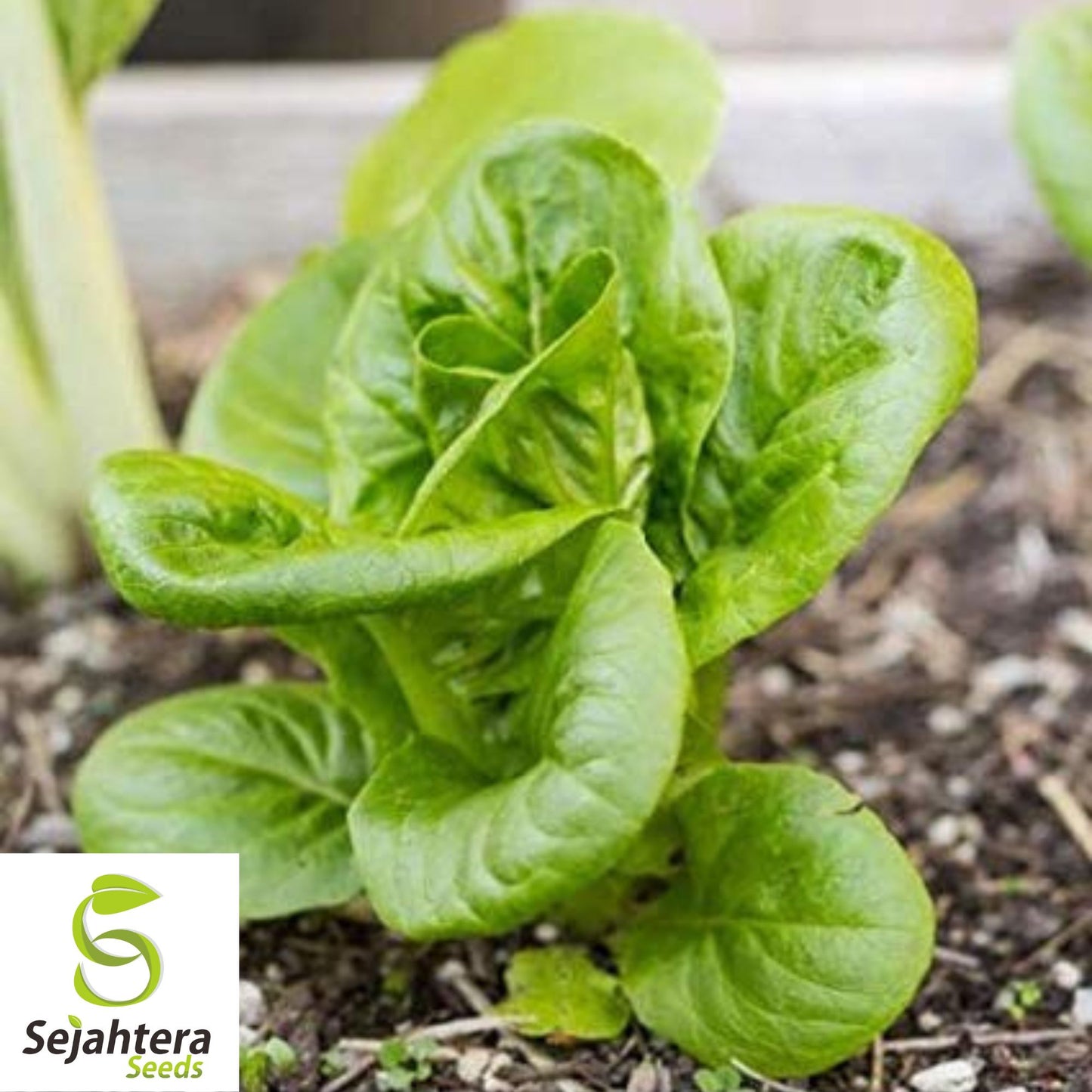 1000 Buttercrunch Lettuce Seeds - Non-GMO, Tender & Crisp Greens