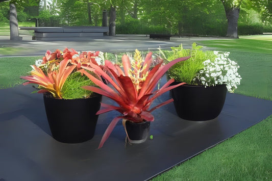 Bromeliad Plant 8" Aechmea Hacienda - Tropical Houseplant (Aechmea) - Indoor Air Purifier, Easy Care Decor Plant